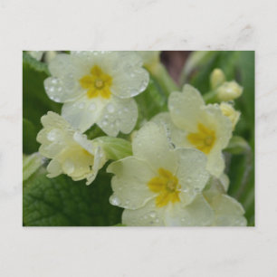 Tau auf weißer und gelber Primrose Postkarte