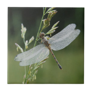 Tau bedeckte Darner Libelle Fliese