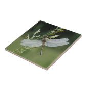Tau bedeckte Darner Libelle Fliese (Seite)
