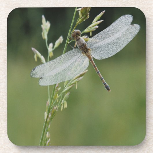 Tau bedeckte Darner Libelle Getränkeuntersetzer (Vorderseite)