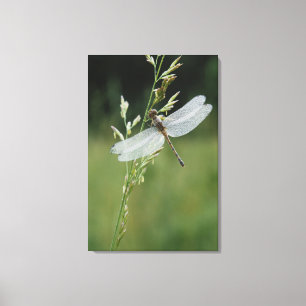 Tau bedeckte Darner Libelle Leinwanddruck