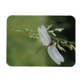 Tau bedeckte Darner Libelle Magnet (Horizontal)