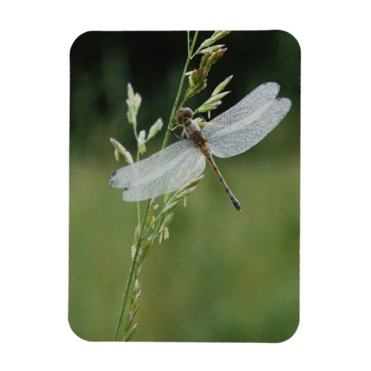 Tau bedeckte Darner Libelle Magnet (Vertikal)