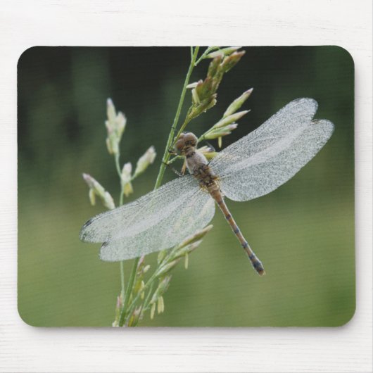 Tau bedeckte Darner Libelle Mousepad (Vorne)
