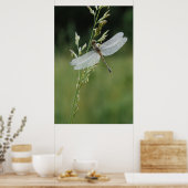 Tau bedeckte Darner Libelle Poster (Küche)