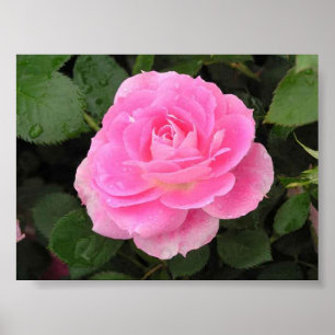 Tau küsste Rose Poster