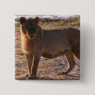 Tau, Löwe, Foto Button