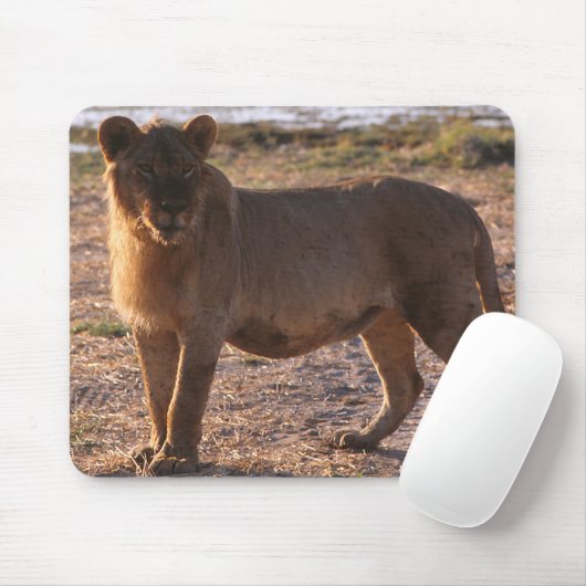 Tau, Löwe, Foto Mousepad (Mit Mouse)