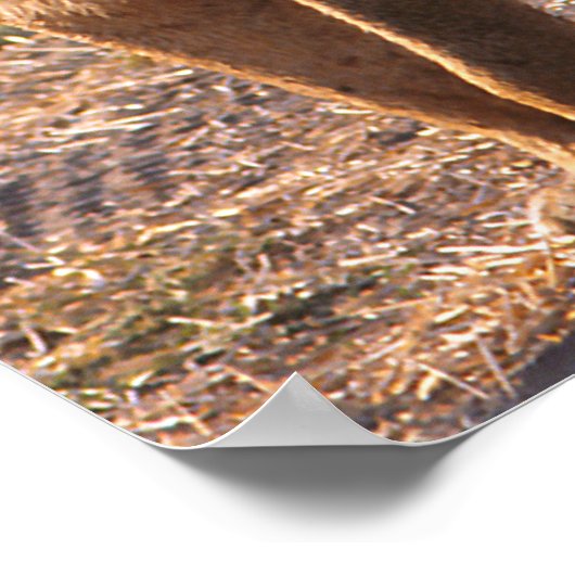 Tau, Löwe, Foto Poster (Ecke)