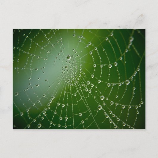 Tau-Tropfen Postkarte (Vorderseite)