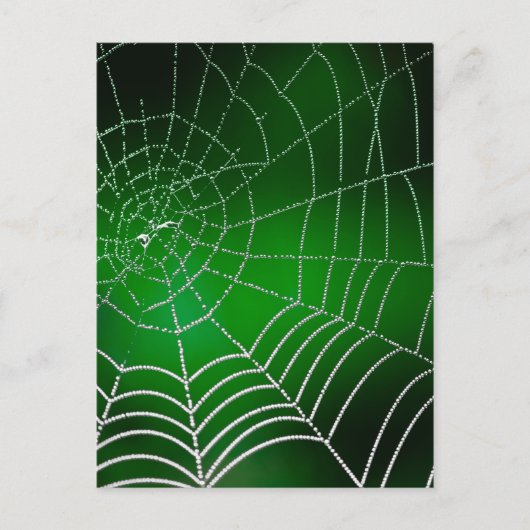 Taub auf Spinnennetz Postkarte (Vorderseite)
