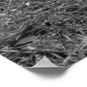 Taube am Roath Park Lake Cardiff (BW) Poster (Ecke)