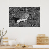 Taube am Roath Park Lake Cardiff (BW) Poster (Küche)