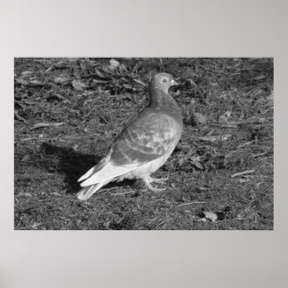 Taube am Roath Park Lake Cardiff (BW) Poster
