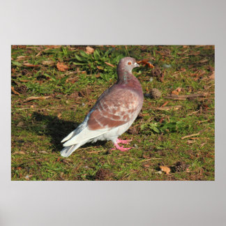 Taube am Roath Park Lake Cardiff Poster