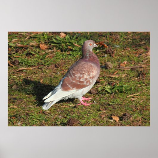 Taube am Roath Park Lake Cardiff Poster (Vorne)