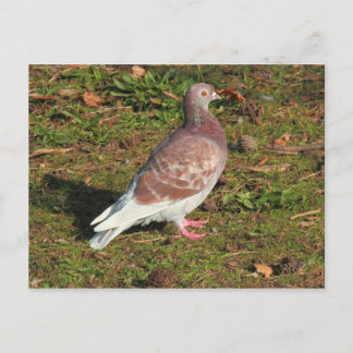 Taube am Roath Park Lake Cardiff Postkarte