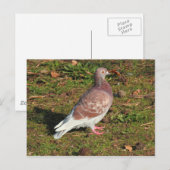 Taube am Roath Park Lake Cardiff Postkarte (Vorne/Hinten)