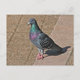 Taube, am Roath Park Lake, Cardiff, Wales Postcar Postkarte