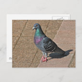 Taube, am Roath Park Lake, Cardiff, Wales Postcar Postkarte (Vorne/Hinten)