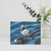 Taube, am Roath Park Lake, Cardiff, Wales Postkarte (Stehend Vorderseite)