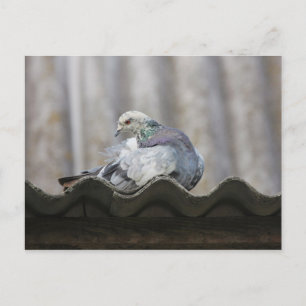 Taube auf dem Dach. Postkarte