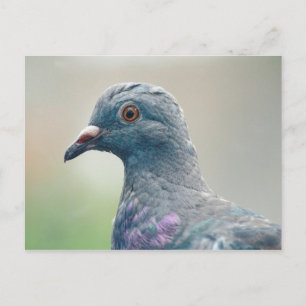 Taube auf der Windows-Postkarte Postkarte