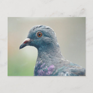 Taube auf der Windows-Postkarte Postkarte