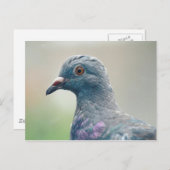 Taube auf der Windows-Postkarte Postkarte (Vorne/Hinten)