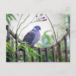 Taube auf der Zaun-Karte Postkarte