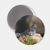 Taube auf einem Felsvorsprung Magnet (Vorderseite/Rückseite)