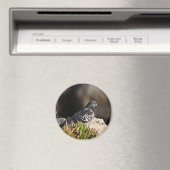 Taube auf einem Felsvorsprung Magnet (In Situ (Geschirrspüler))