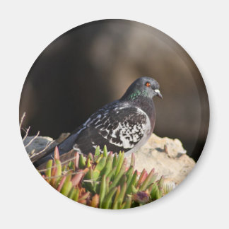 Taube auf einem Felsvorsprung Magnet