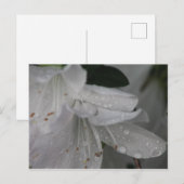 Taube auf einer Azalea Postkarte (Vorne/Hinten)