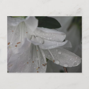 Taube auf einer Azalea Postkarte