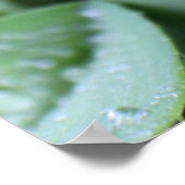 Taube auf Grasblättern Poster (Ecke)