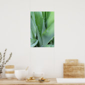 Taube auf Grasblättern Poster (Küche)