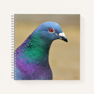 Taube Bunte Taube Vogel Feder Fotografie Notizblock