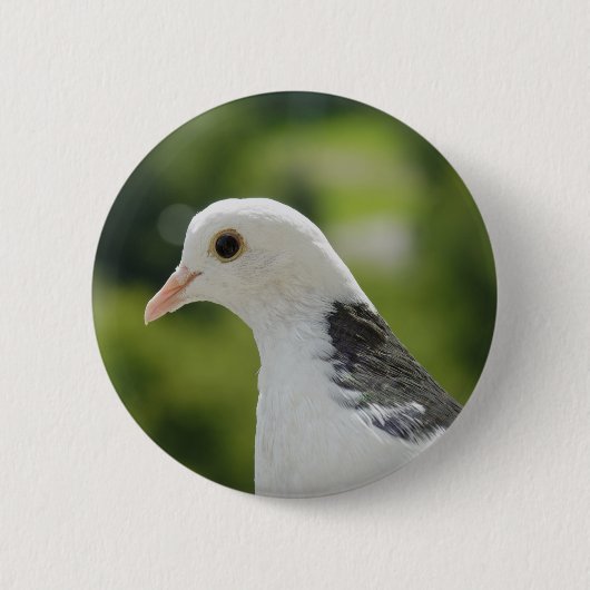 Taube Button (Vorderseite)
