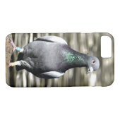 Taube Case-Mate iPhone Hülle (Rückseite (Horizontal))