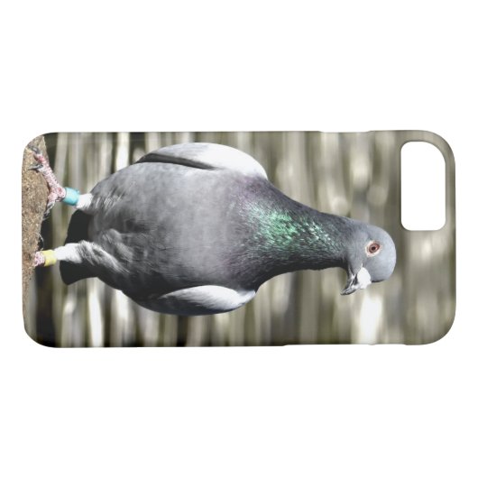 Taube Case-Mate iPhone Hülle (Rückseite (Horizontal))