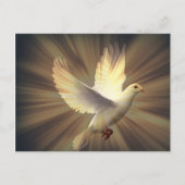 Taube des Friedens. Postkarte (Vorderseite)