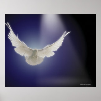Taube durch Lichtstrahl Poster