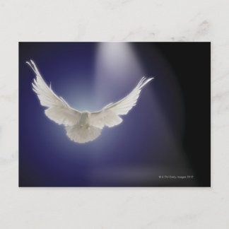 Taube durch Lichtstrahl Postkarte