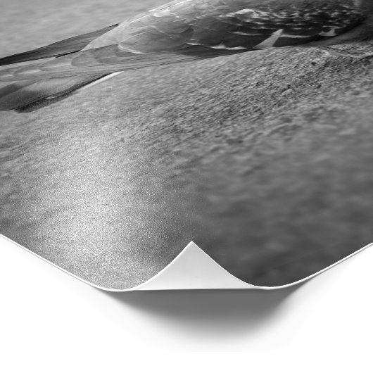 Taube Foto Print (Ecke)