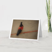 Taube im Kloster San Miguel Karte (Vorderseite)