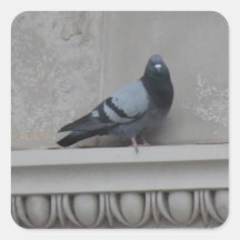 Taube in der Stadt