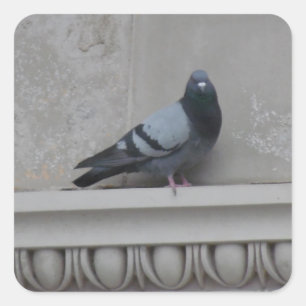 Taube in der Stadt Quadratischer Aufkleber
