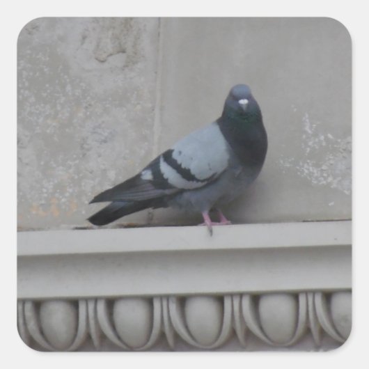 Taube in der Stadt Quadratischer Aufkleber (Vorderseite)