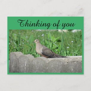 Taube in Garden Foto Denken Sie an Sie Postkarte